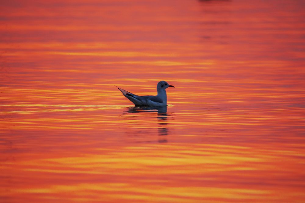 Photograph by Марина Канавченко