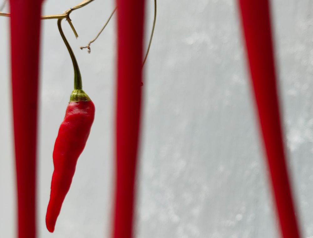 Photograph by Md. Mahfuzur Rahman Siam