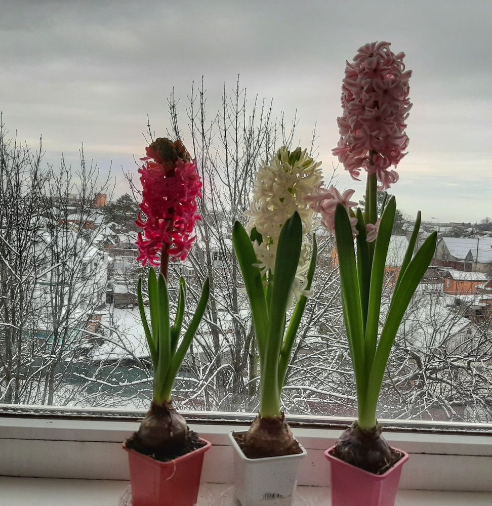 Photograph by Юлия Коробкова