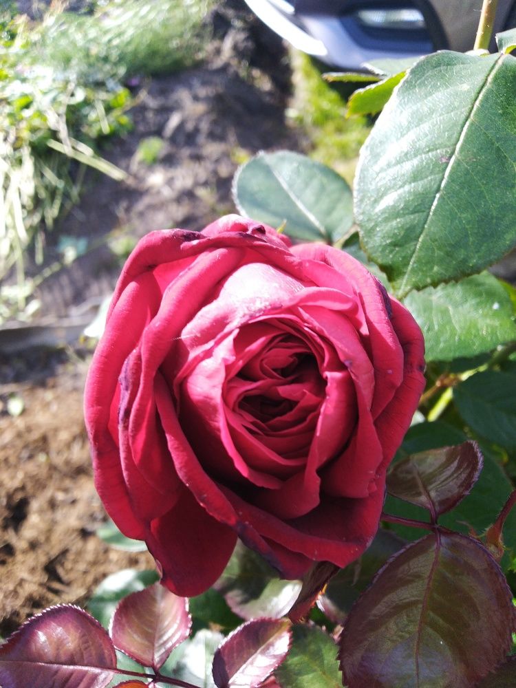 Photograph by Наталья Шулятина