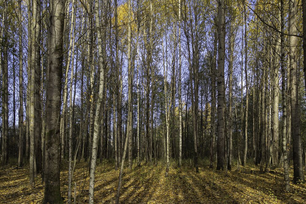 Photograph by Марианна Бессонова