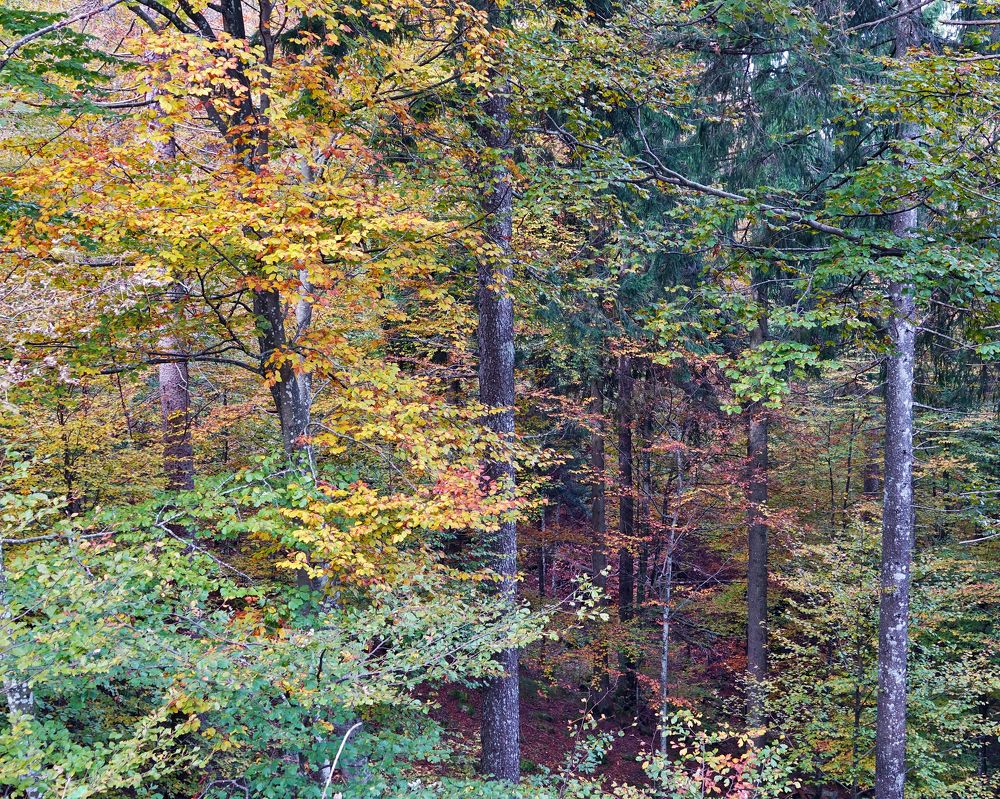 Фотография автора Lagona Nicolò