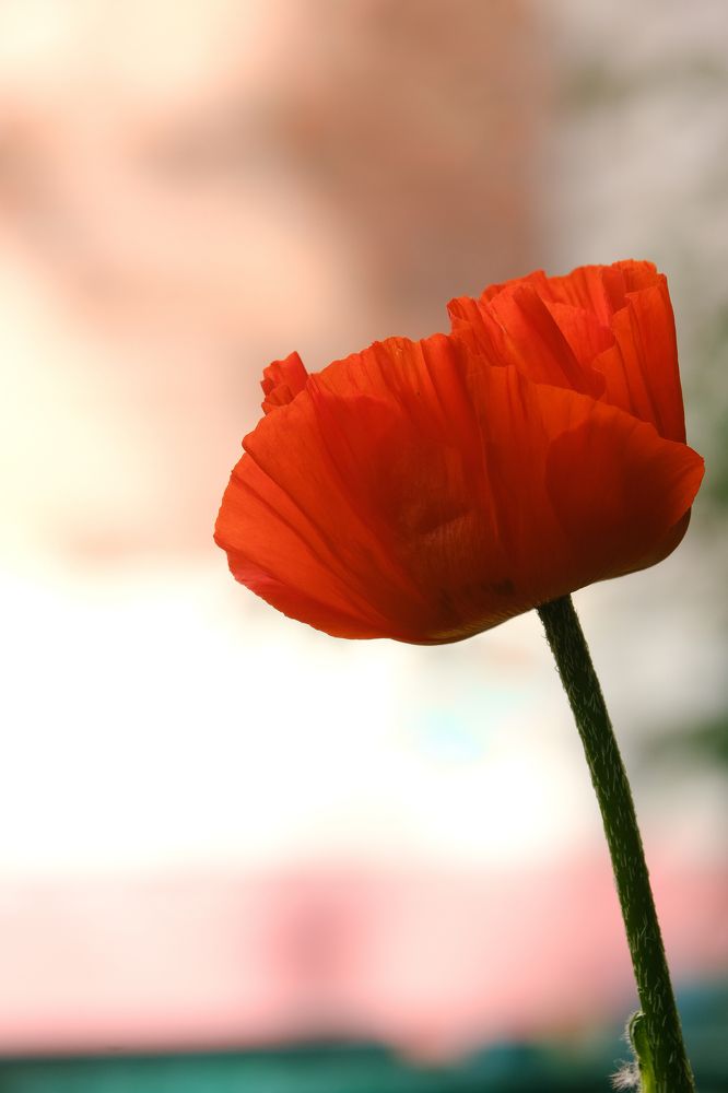 Фотография автора Александр Высоцкий