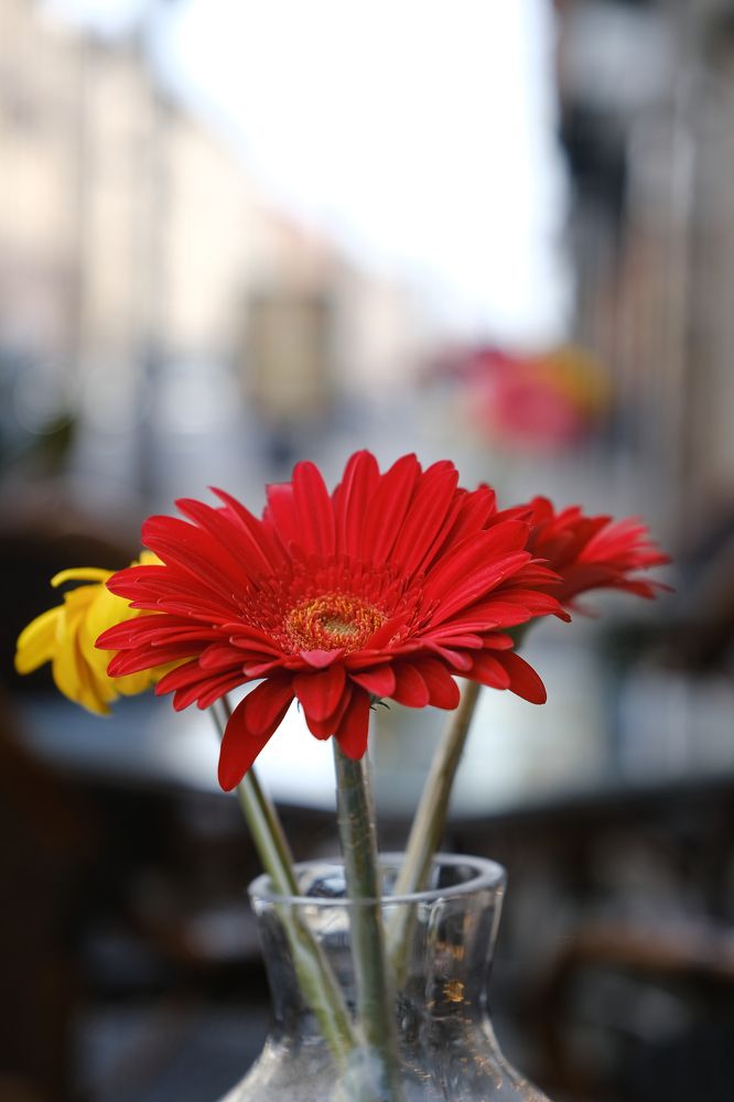 Фотография автора Александр Высоцкий