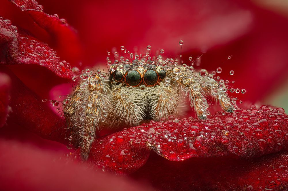 Паук-скакунчик на лепестке красной розы