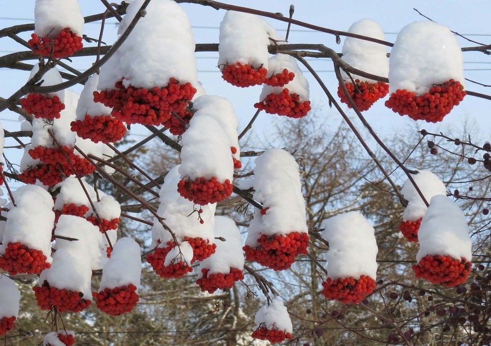 Красные гроздья в снежных колпачках