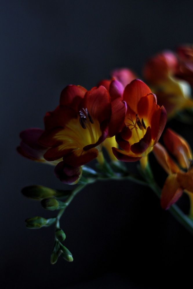 Photograph by Анна Кош