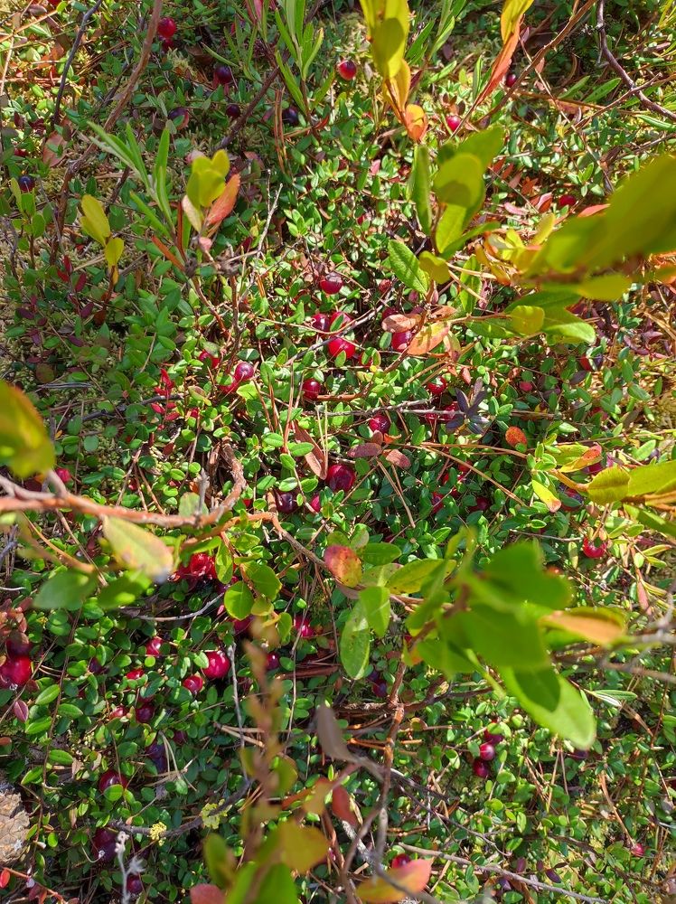 Фотография автора Татьяна Алексеева