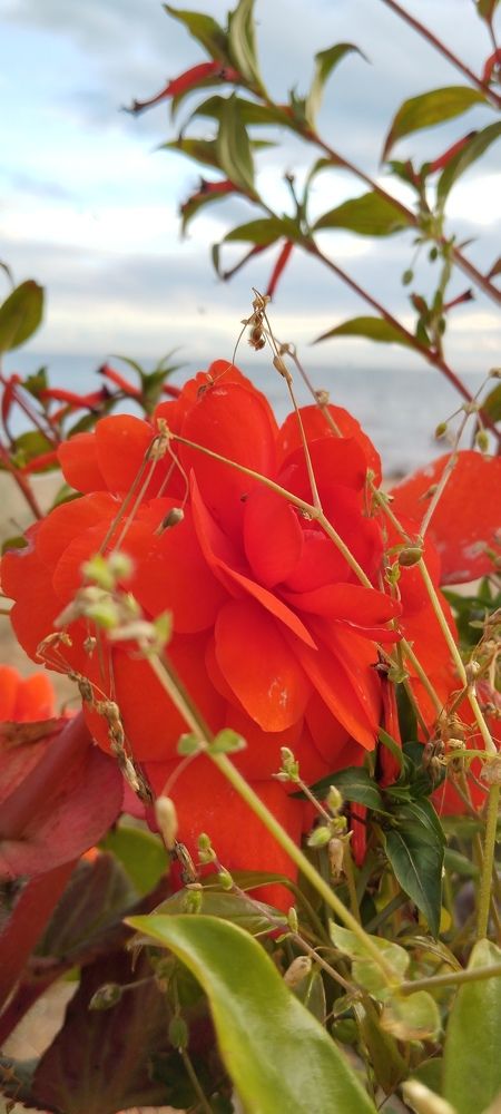 Photograph by Любовь Макарова