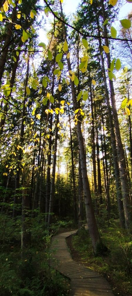 Photograph by Любовь Макарова