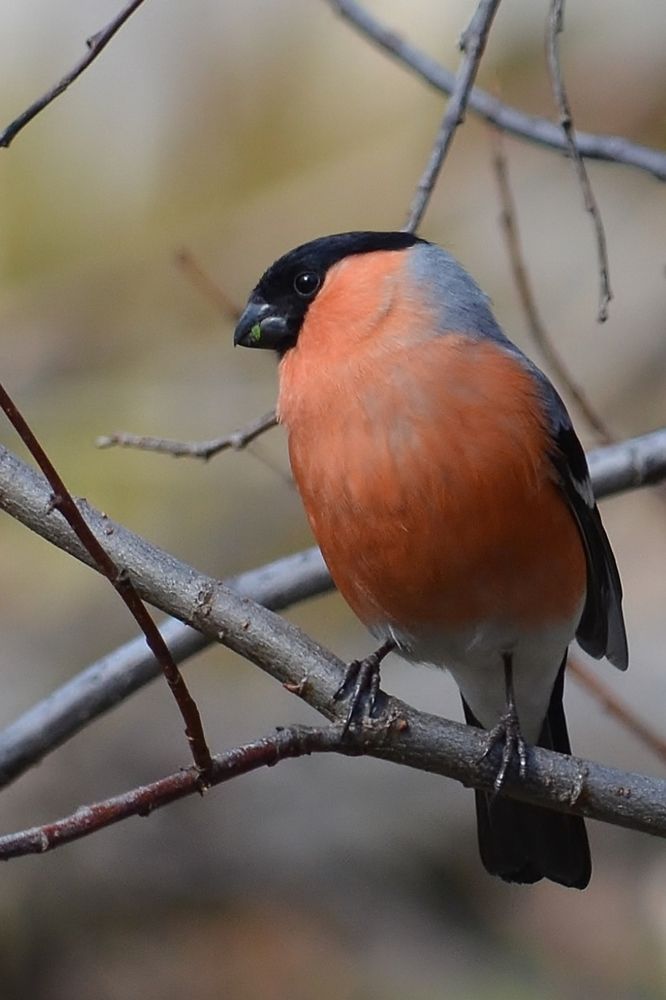 Снегирь в Загородном парке