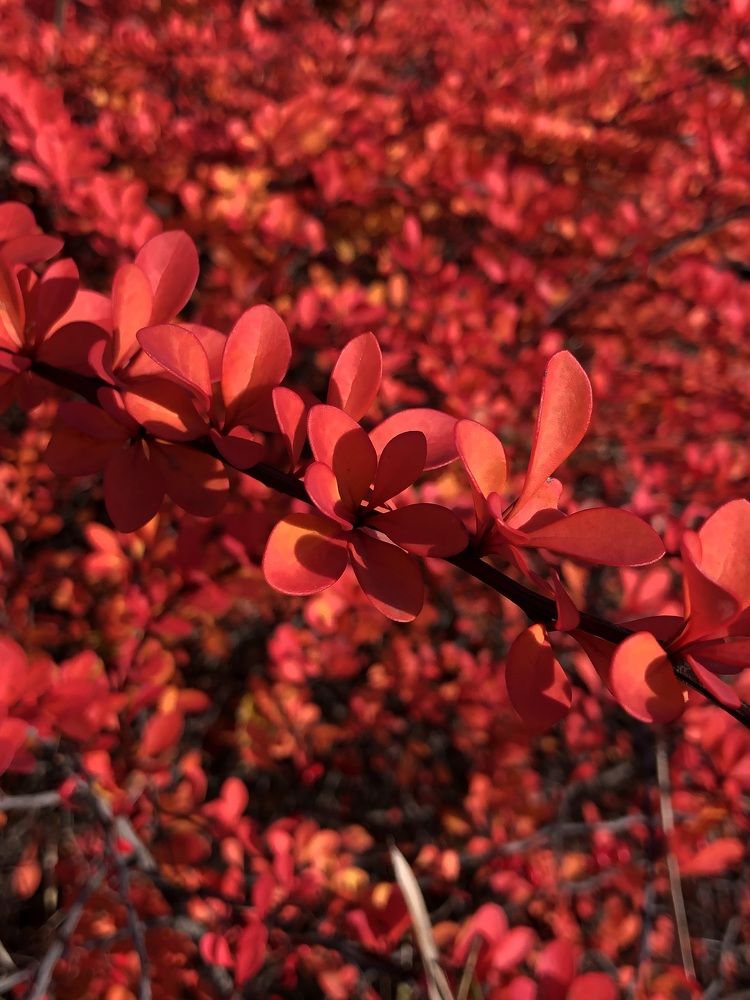 Photograph by Евгения Решетникова