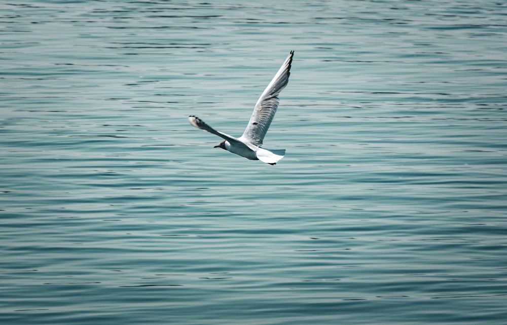 Photograph by Владимир Сушкин