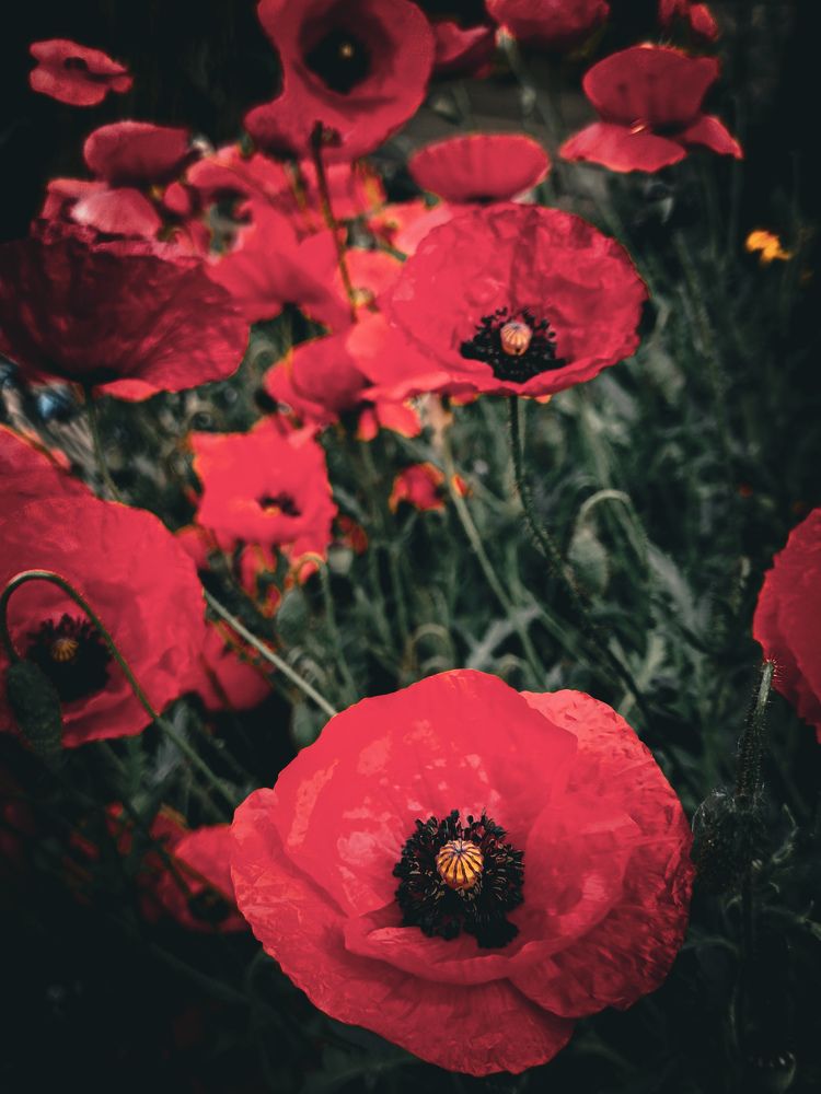 Photograph by Владимир Сушкин