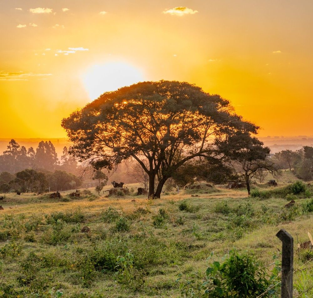 Фотография автора Antonio Etevaldo Rodrigues Junior