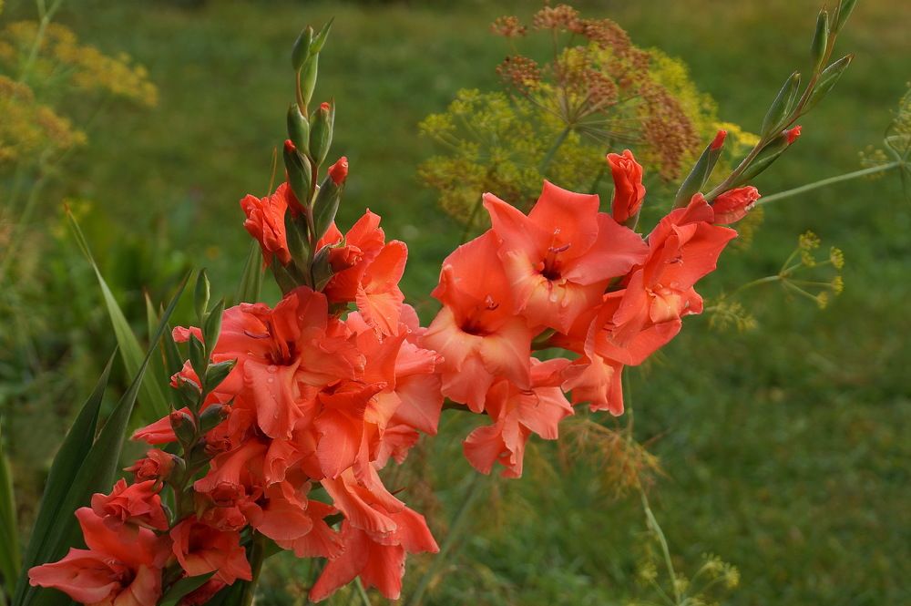 Photograph by Галина Кан