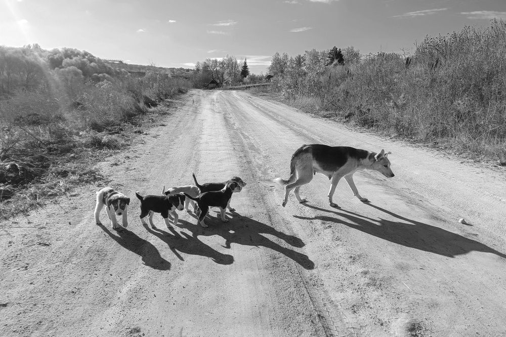 Photograph by Кондрашова Светлана