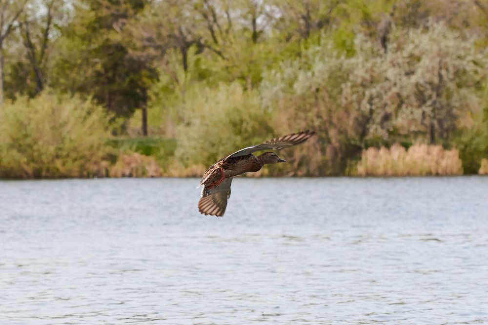 Фотография автора Игорь Попов