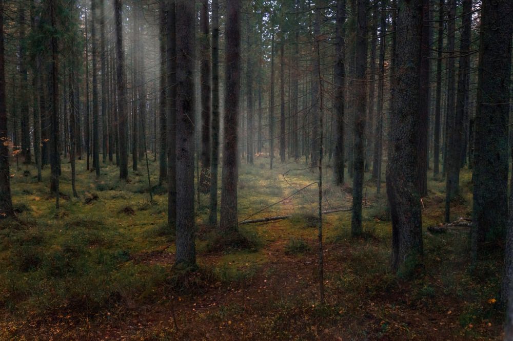 Фотография автора Andrey Voloshin