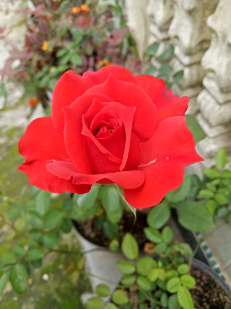 Фотография автора Zulfa