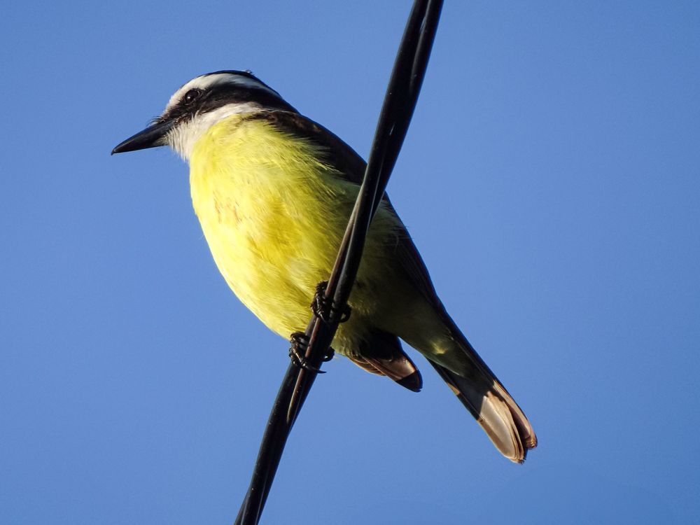 Фотография автора DENISE Monteiro de Lima Demange