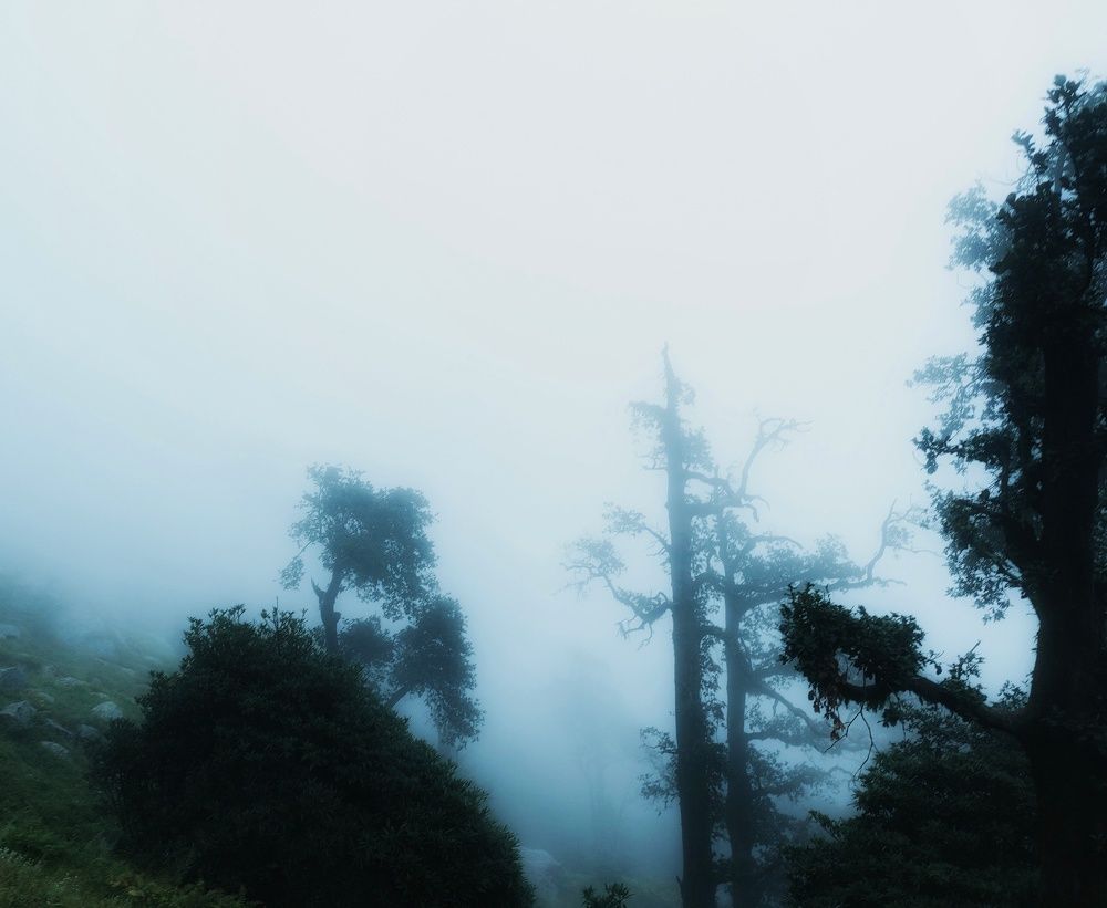 Whispers in the Mist