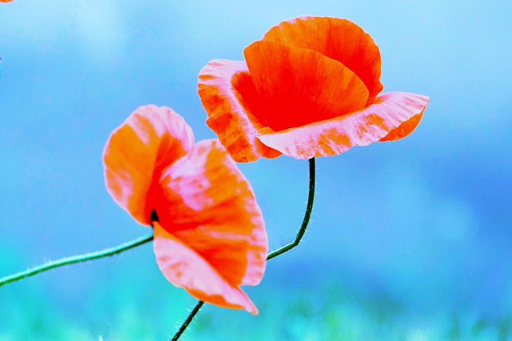 Photograph by jelena konickaja