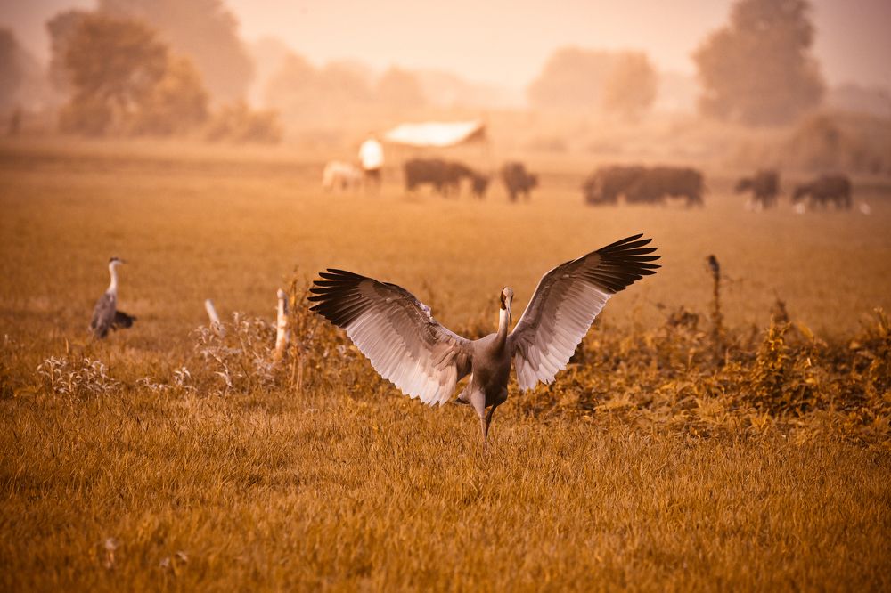 Photograph by Amit Kumar