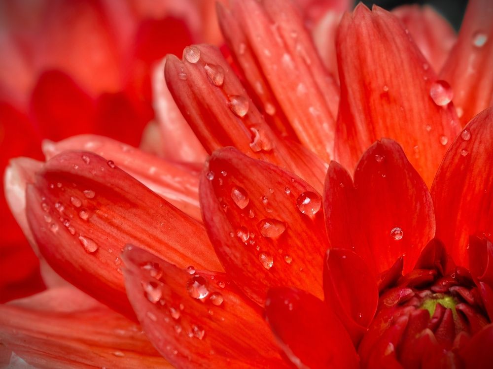 Photograph by Kate Maximenko