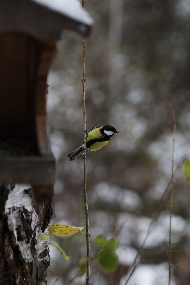 Photograph by Елена Шишкина