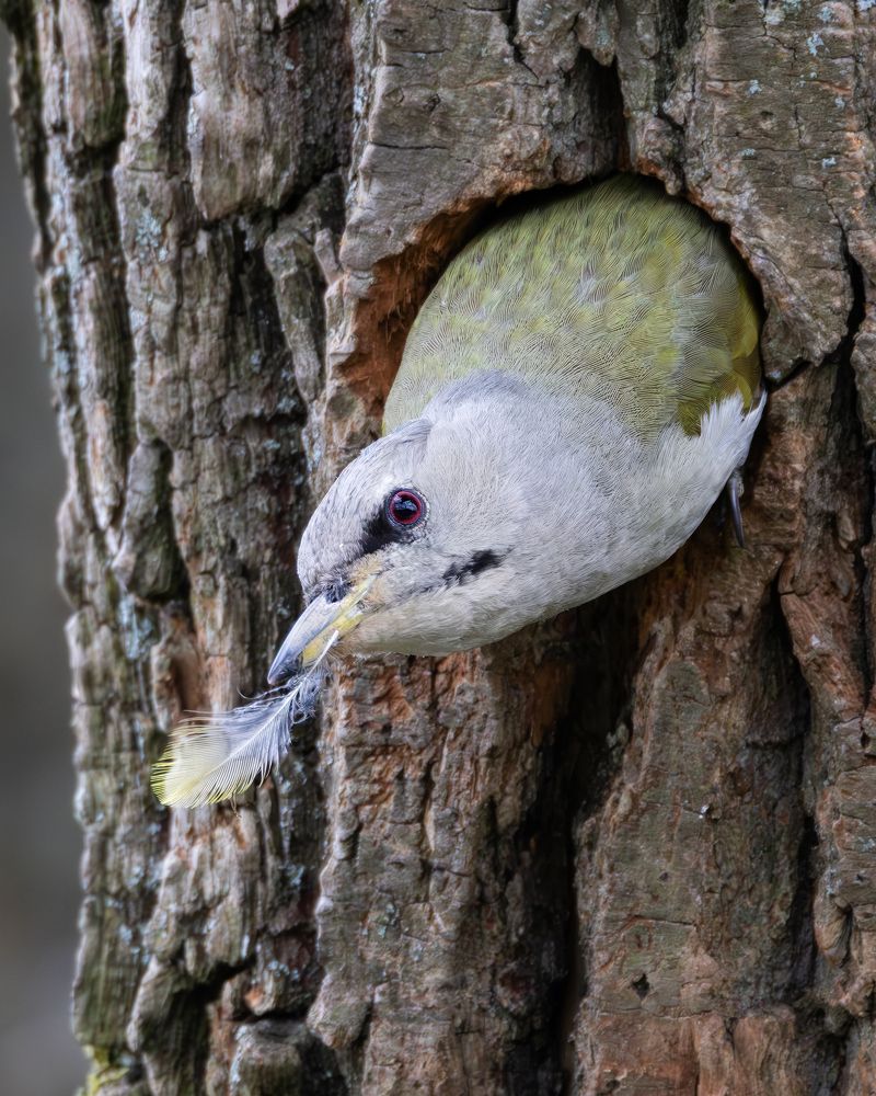 Фотография автора Александр Шипиленко