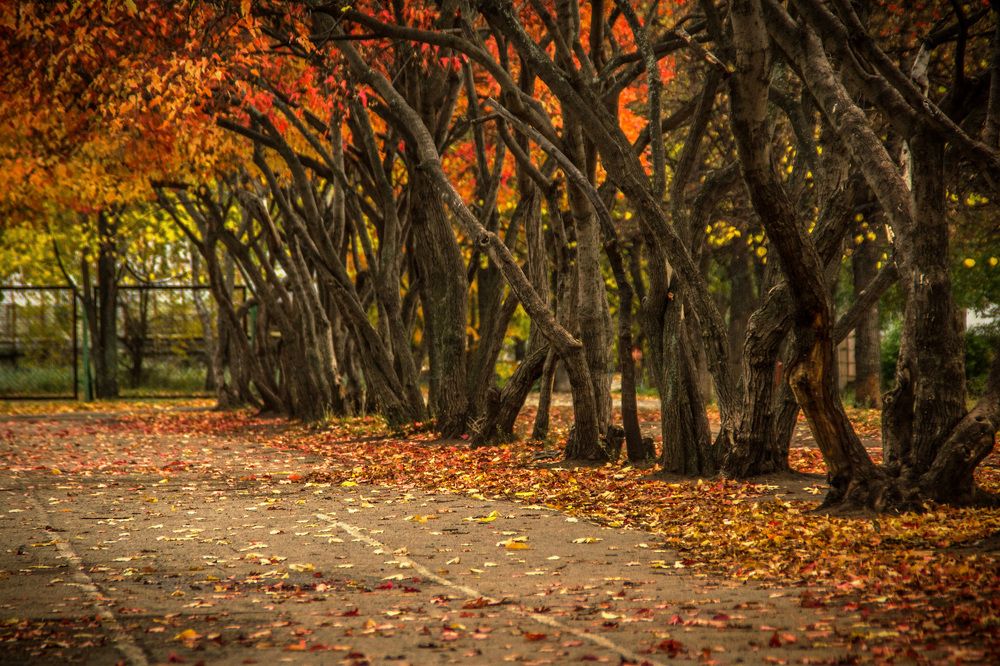 Фотография автора Бушенёв Михаил