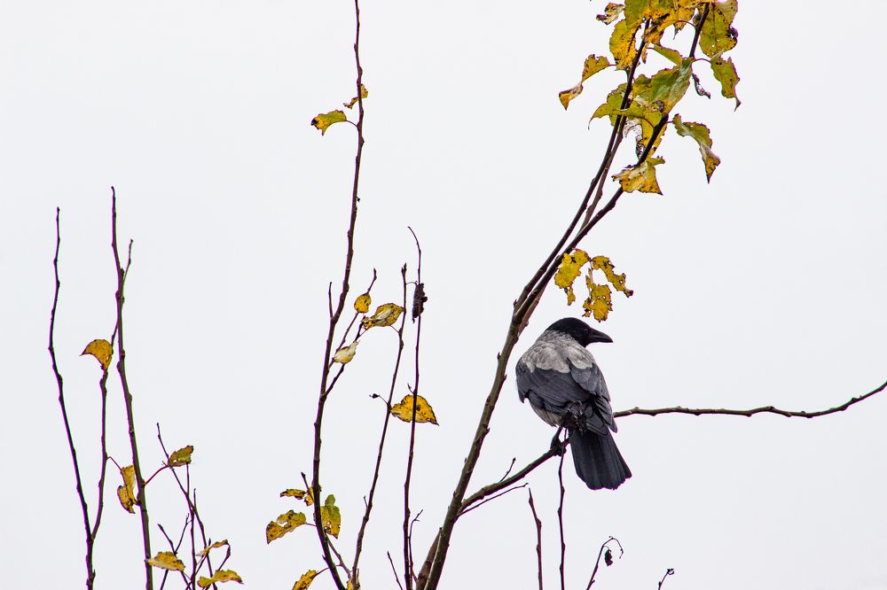 Фотография автора Ирина Гриценко