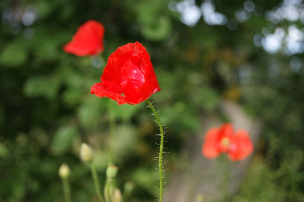 Photograph by Елена