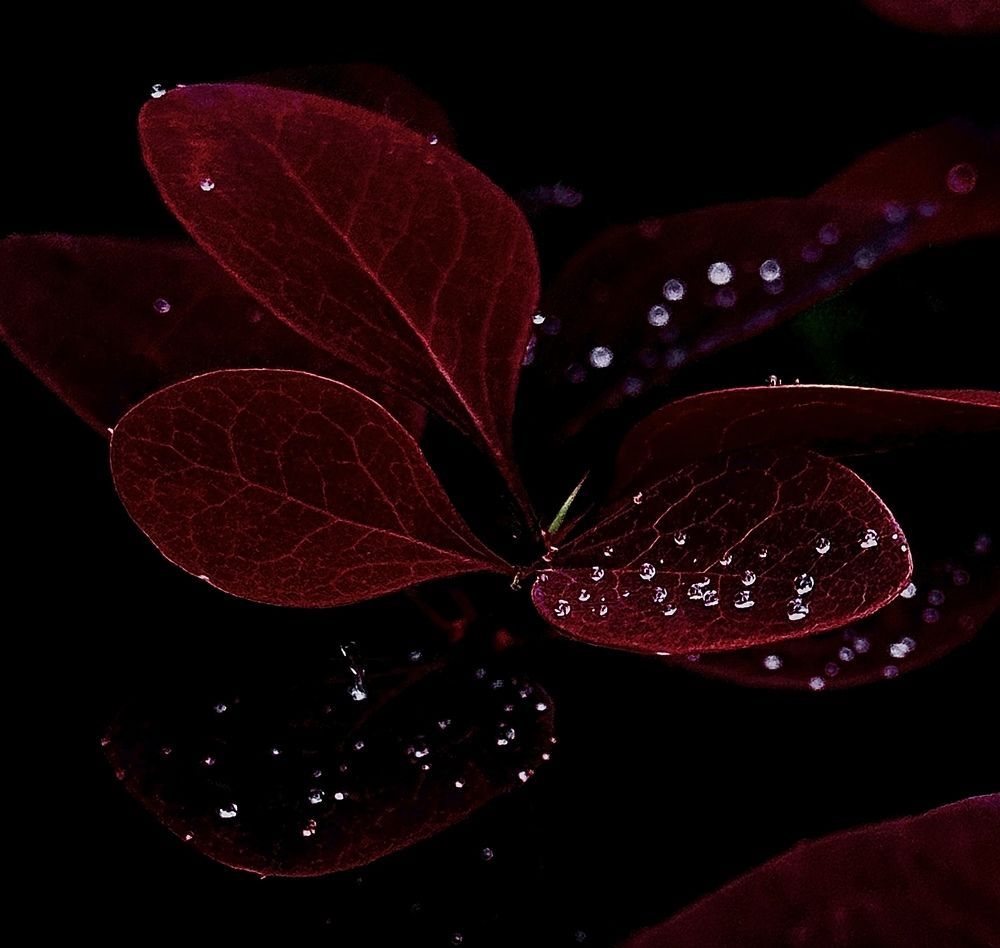 Photograph by Гуляева Светлана