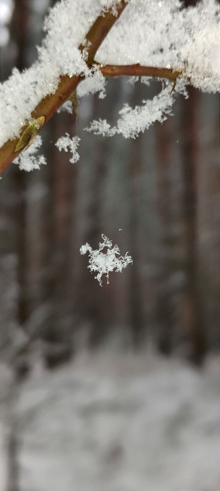 Фотография автора Васильева Ирина