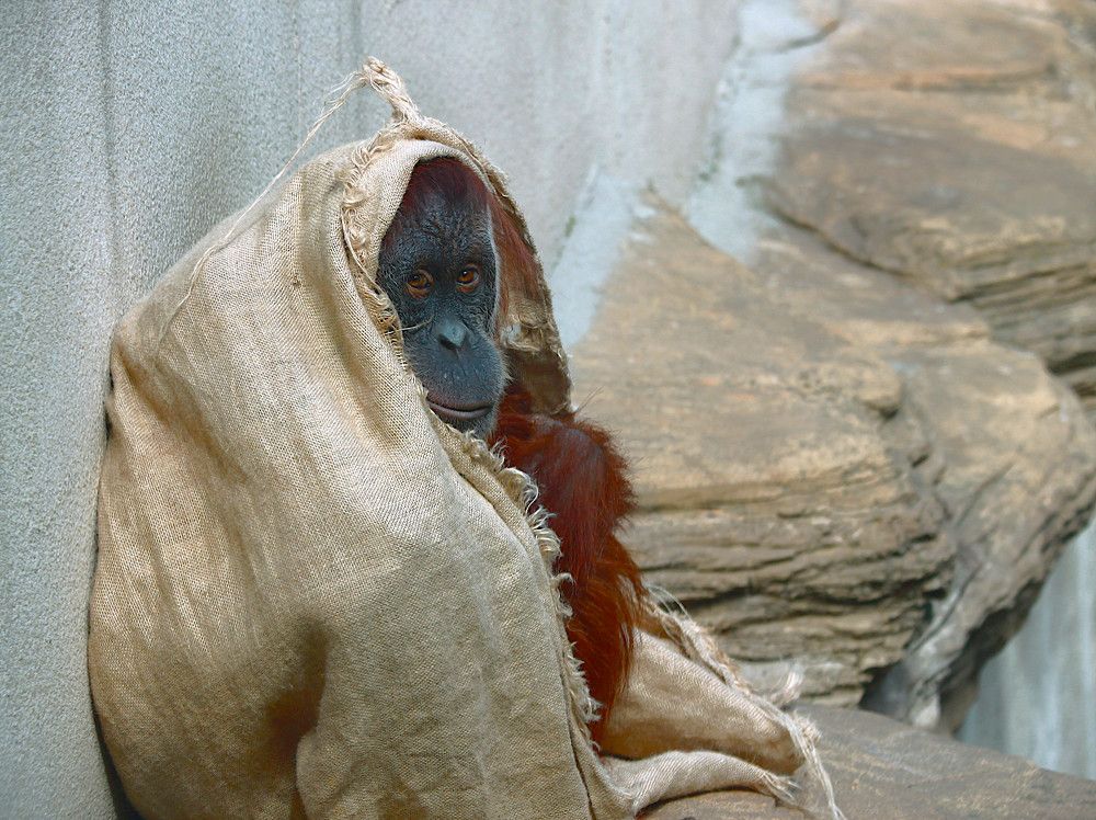 Старомодный жених