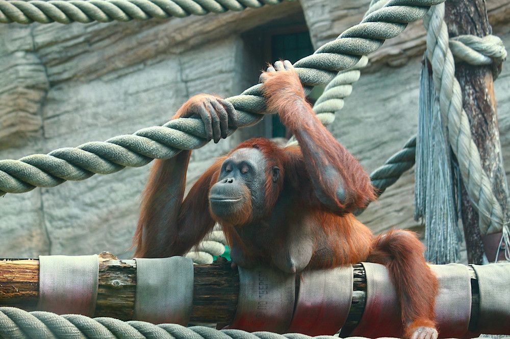 Продвинутая невеста