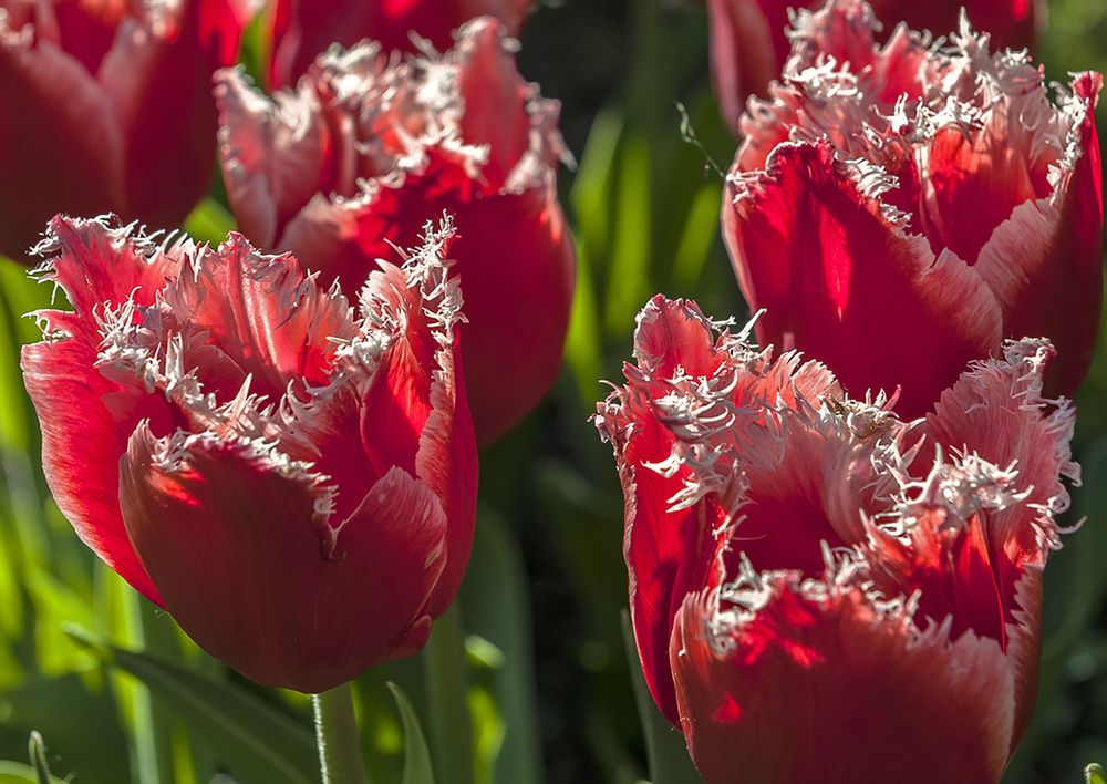 Бахромчатые тюльпаны