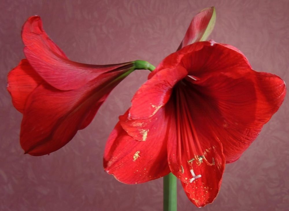 Photograph by Савоцкий Роман