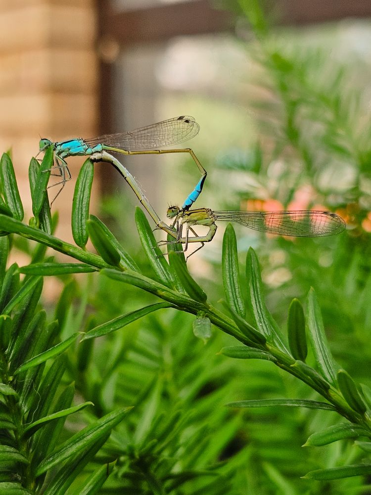 Photograph by Irina Chka