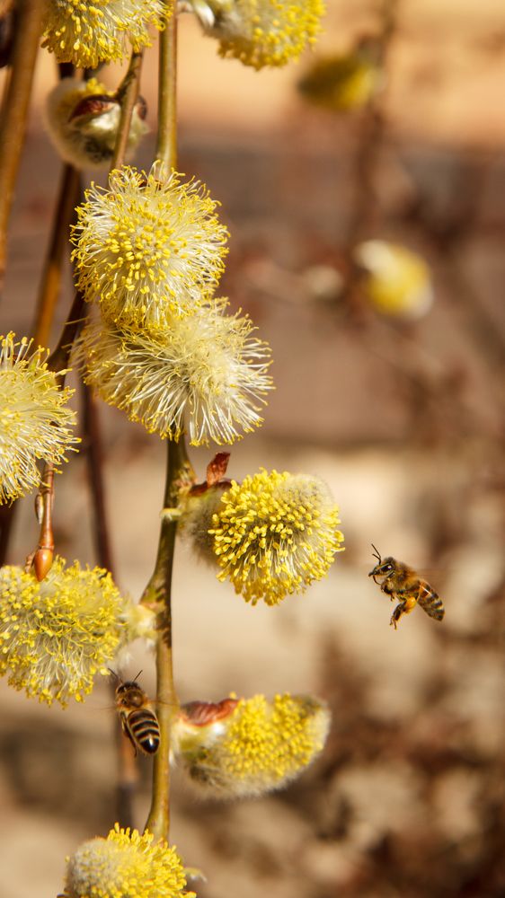 Photograph by Irina Chka