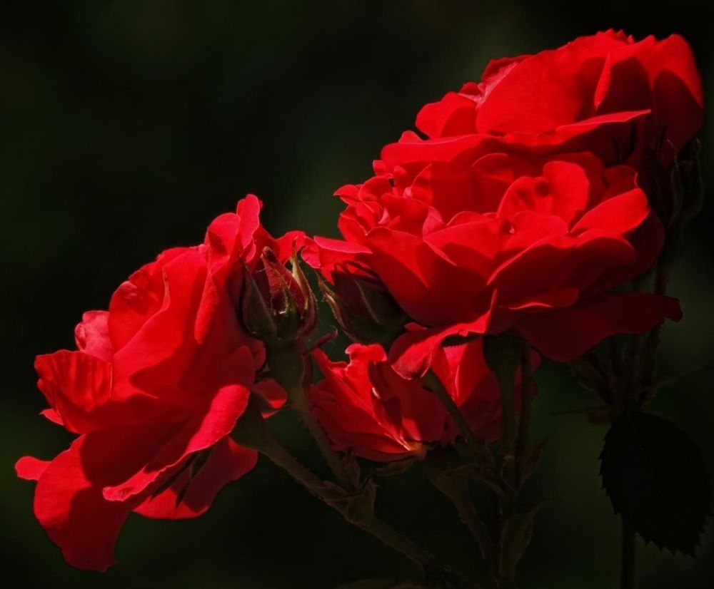 Фотография автора Роман Савоцкий