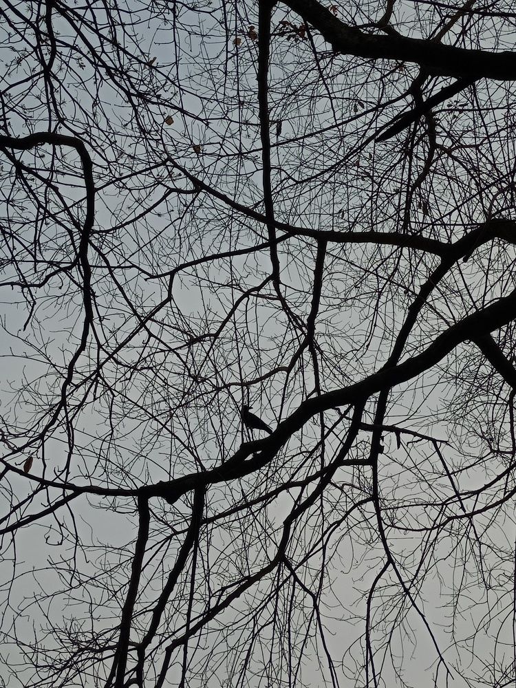 The Crow