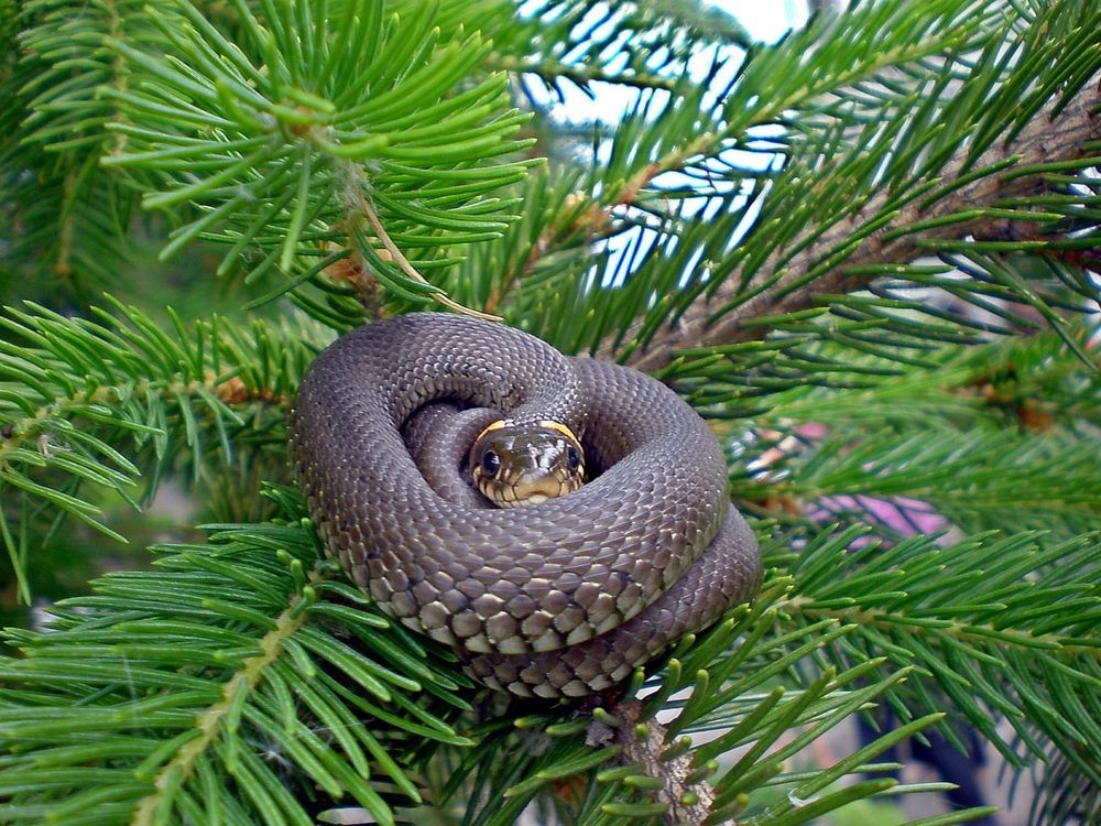 Фотография автора Роман Савоцкий