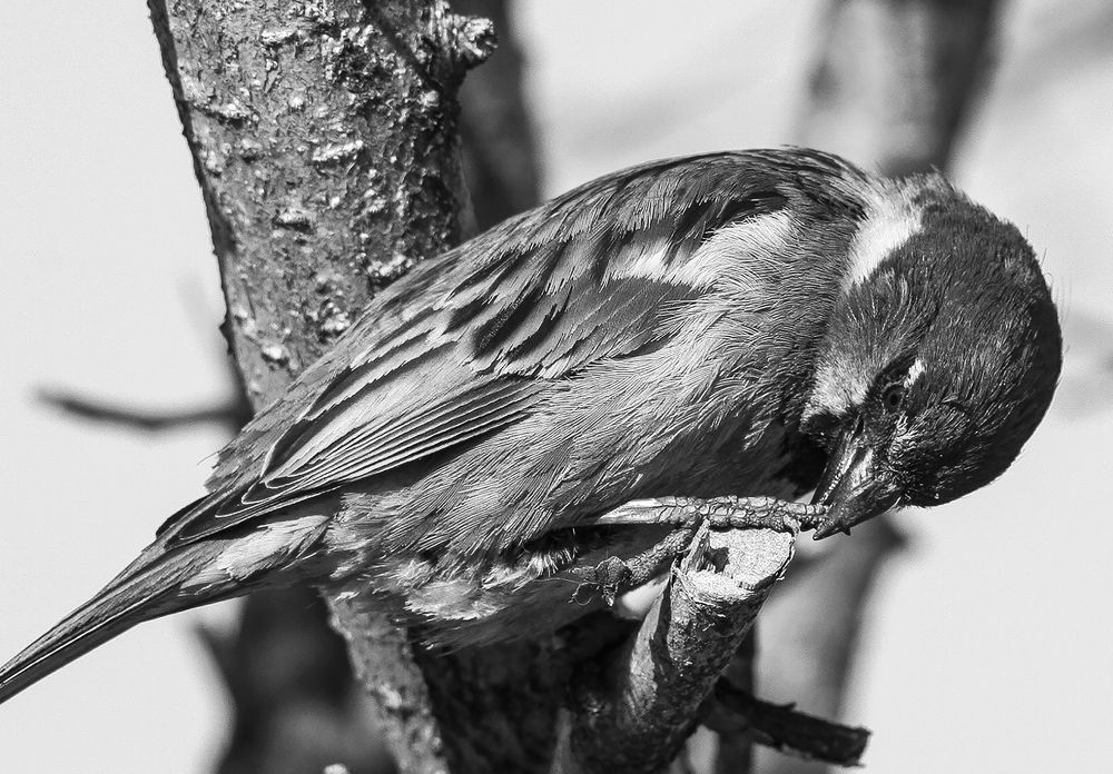 Photograph by Алексей Патлах