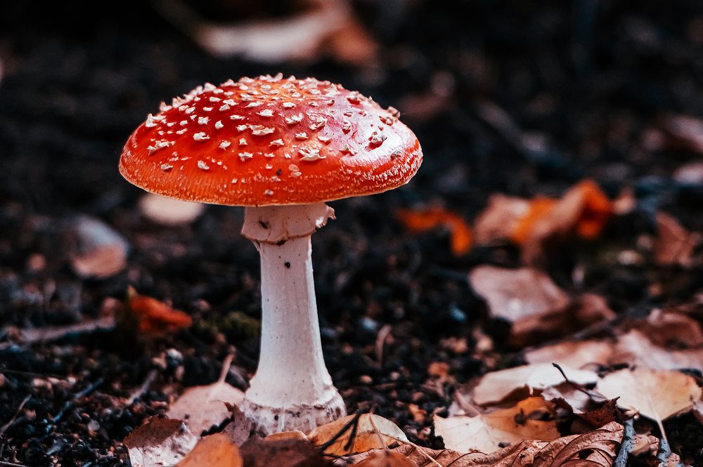 Photograph by Мария Новоселецкая