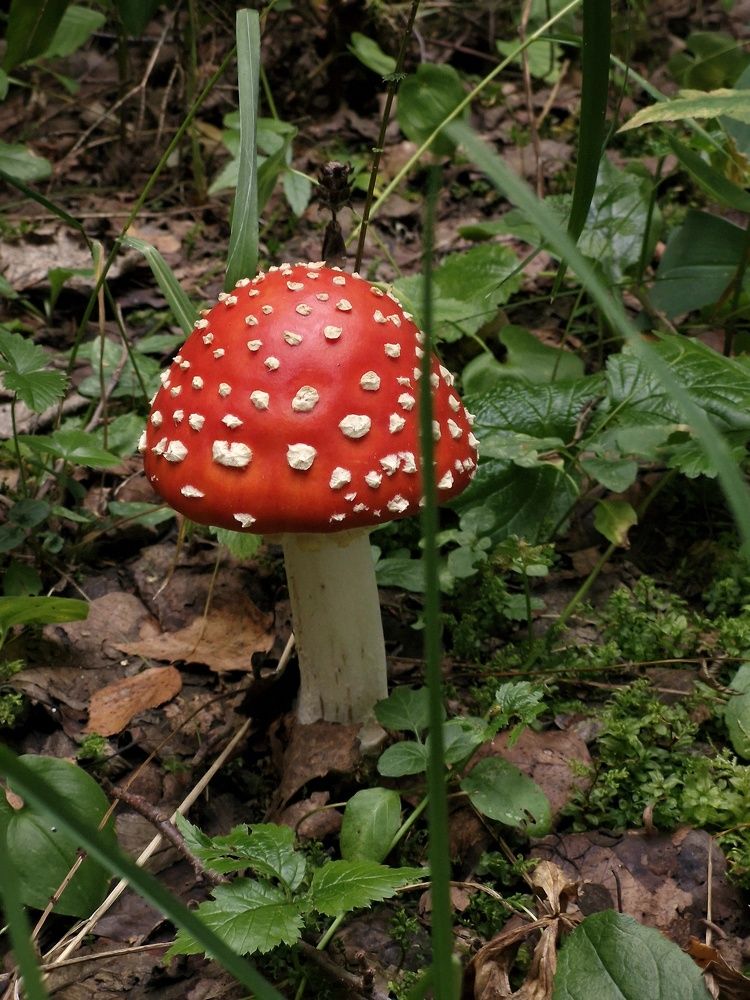 Photograph by Angelica Medvedeva