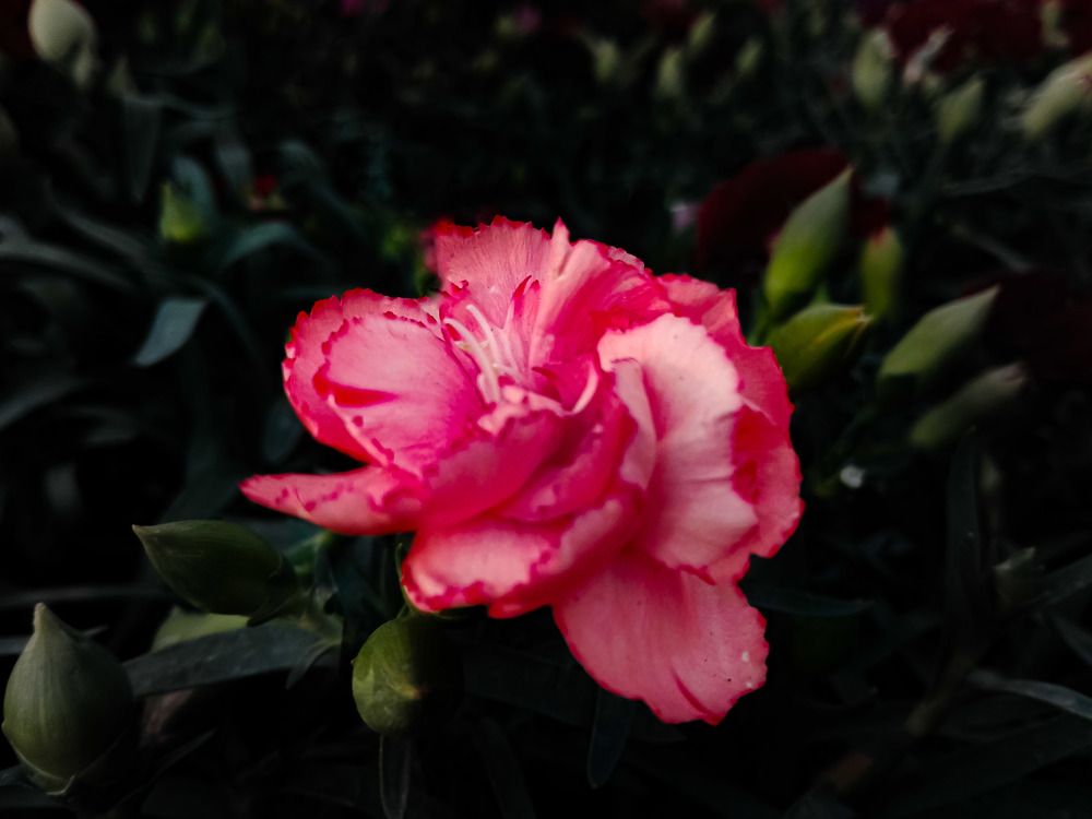 Фотография автора Adel elqamhawi Mohamed