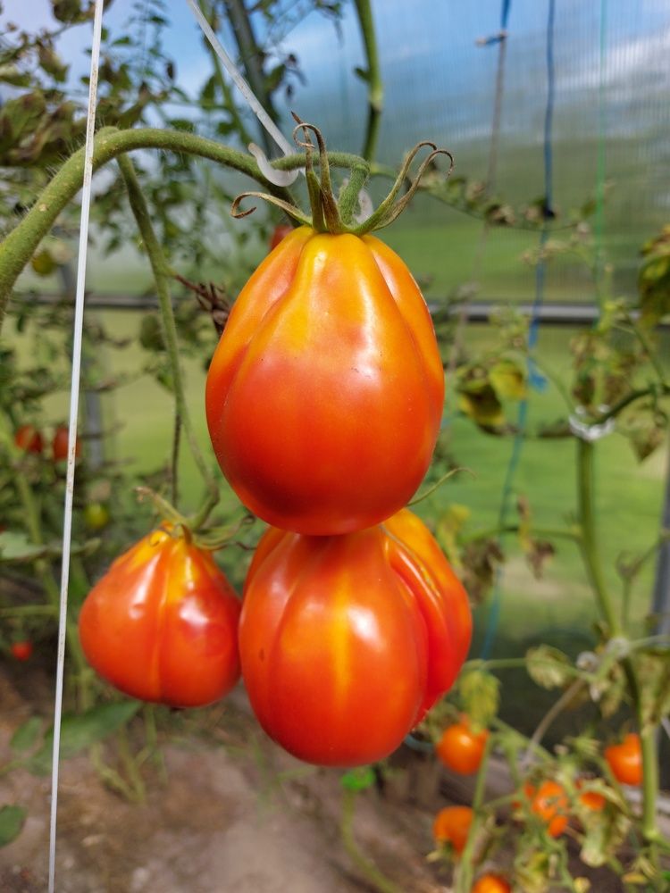 Photograph by ЭЛЬМИРА  ИСМАИЛОВА